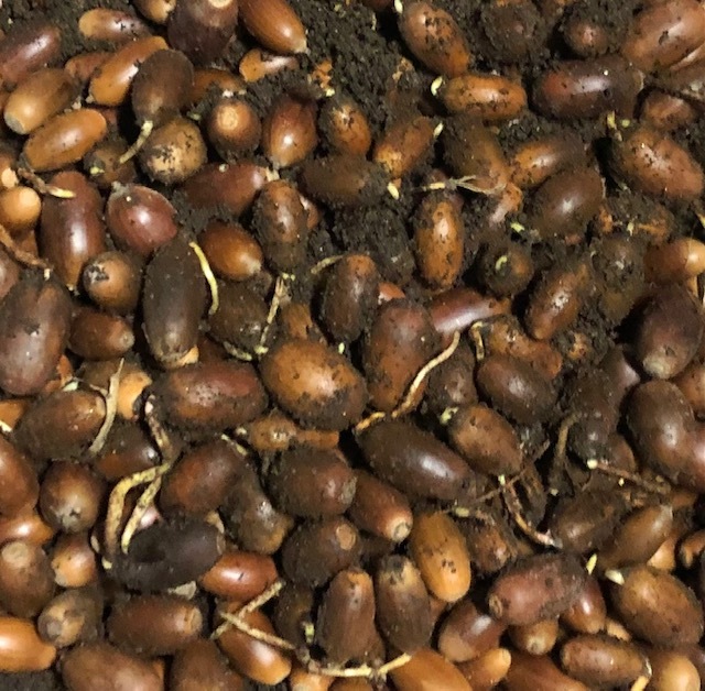 発根目的用 どんぐり【コナラ】80個 一部発根済み拍卖