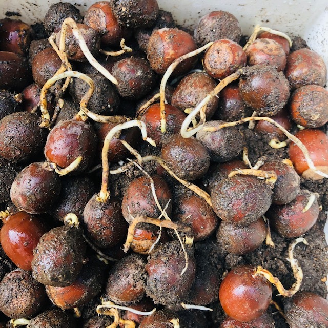 発根目的用 どんぐり【クヌギ】80個 一部発根済み.拍卖