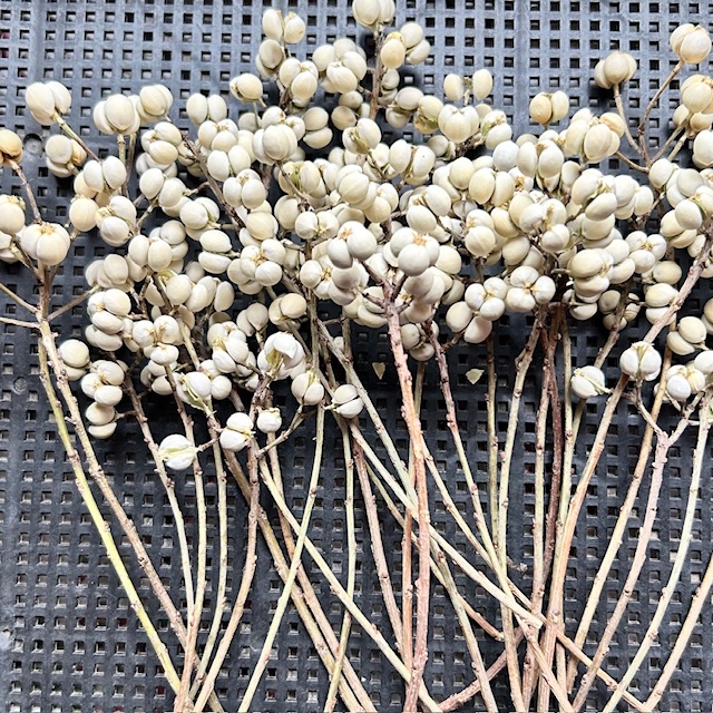 ナンキンハゼ 30本.拍卖