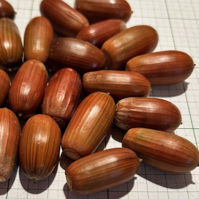 超巨大どんぐり【ナラカシワ】40個拍卖
