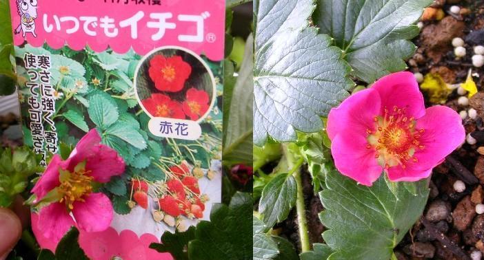 赤花 いつでもイチゴ 10粒拍卖