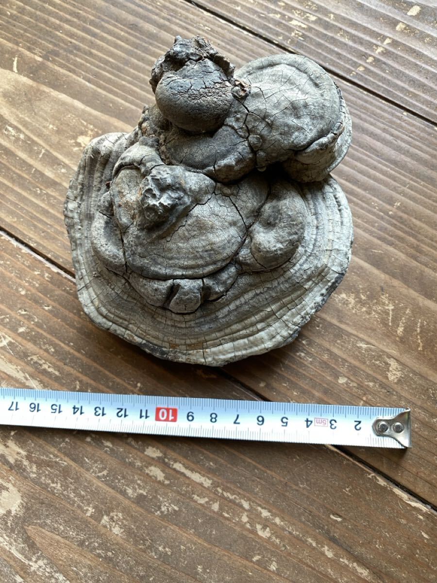 【送料無料】サルノコシカケ 約200g拍卖