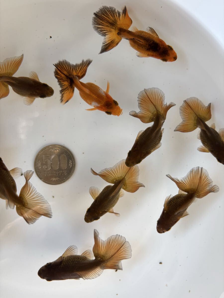 金魚 ★土佐錦 土佐金 当歳★ ☆11匹☆ 拍卖