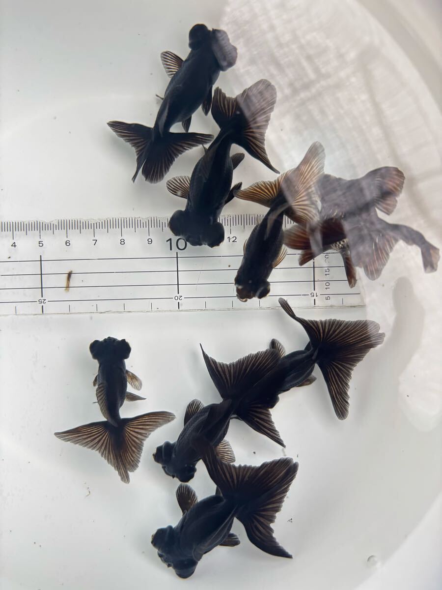 金魚 ★パンダ蝶尾 当歳★ ☆8匹☆ 拍卖