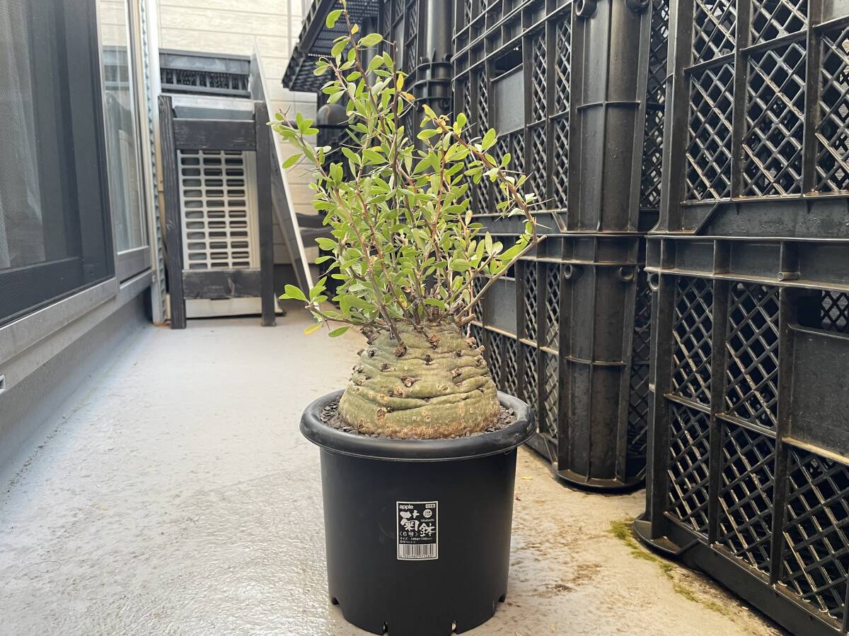 フォークイエリア コルムナリス 観峰玉 パキポディウム グラキリス オペルクリカリア パキプス invisible ink プルプシー ファシクラータ拍卖