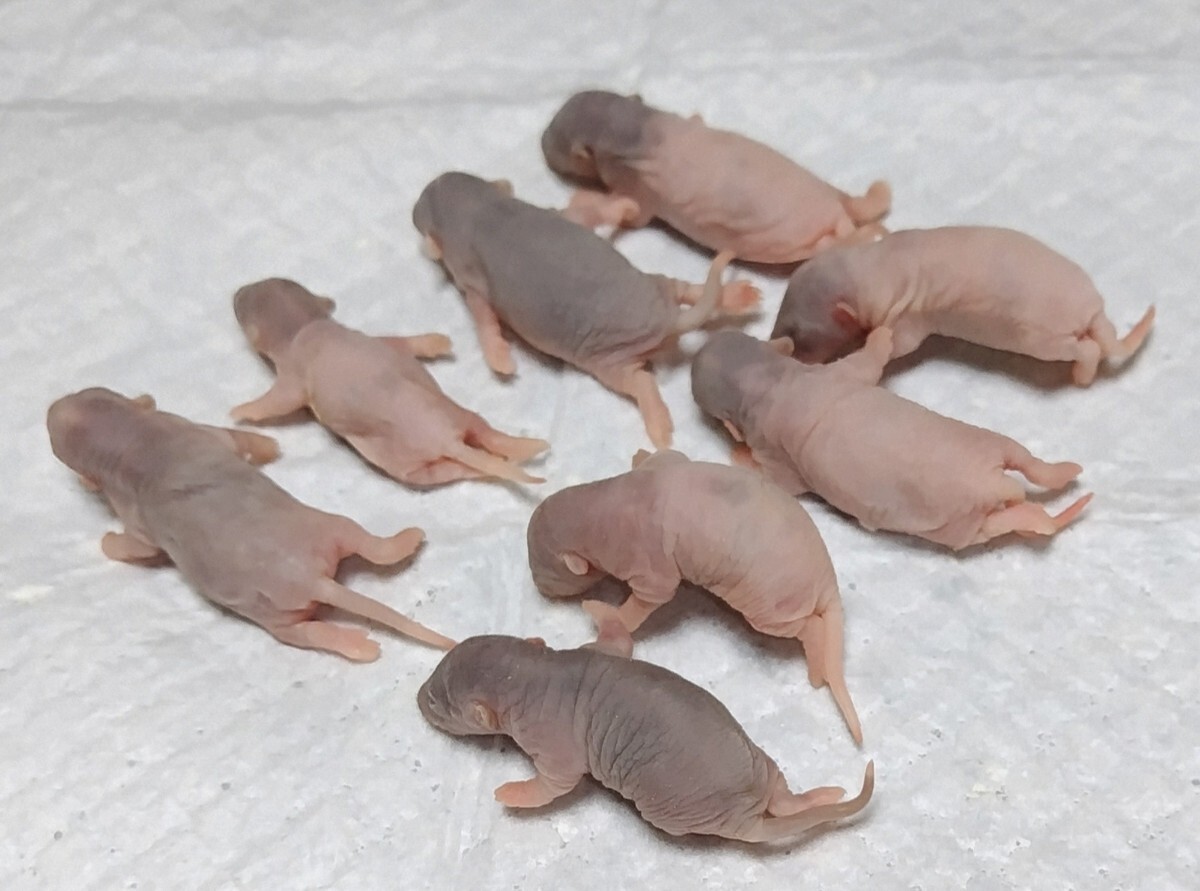 冷凍ピンクラット50匹拍卖