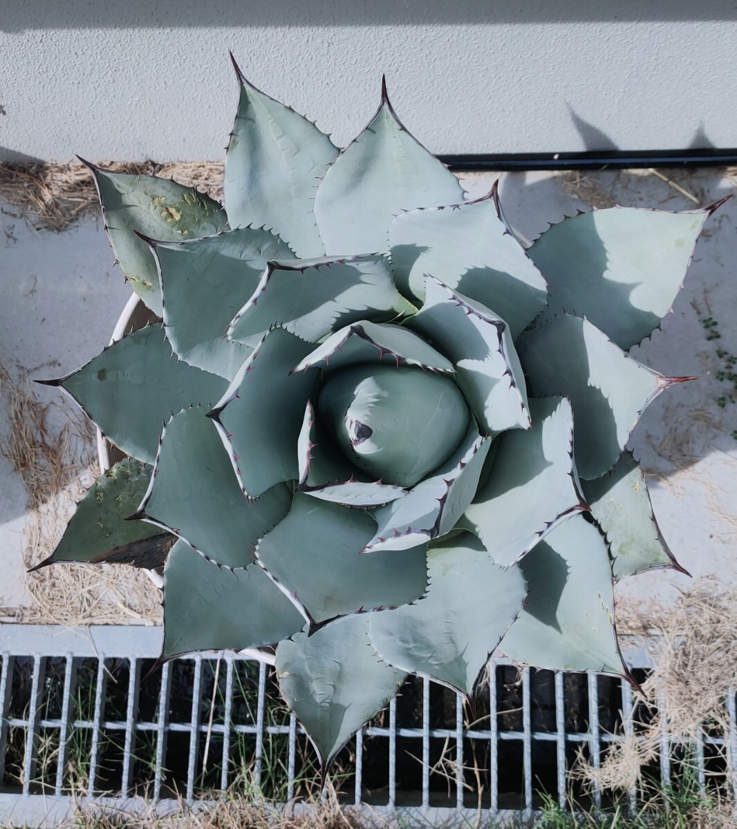 パリー トランカータ 特大 50cm 子株付き アガベ 強棘 極美 即決 発送可能 ②拍卖