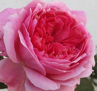 【アブデル】鮮やかなフレアピンクで淡く香る拍卖