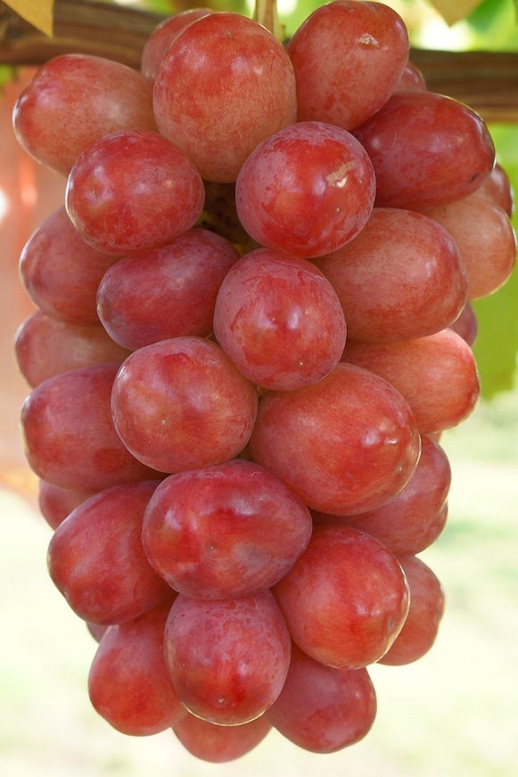 【バイオレットキング】赤いシャインマスカット拍卖