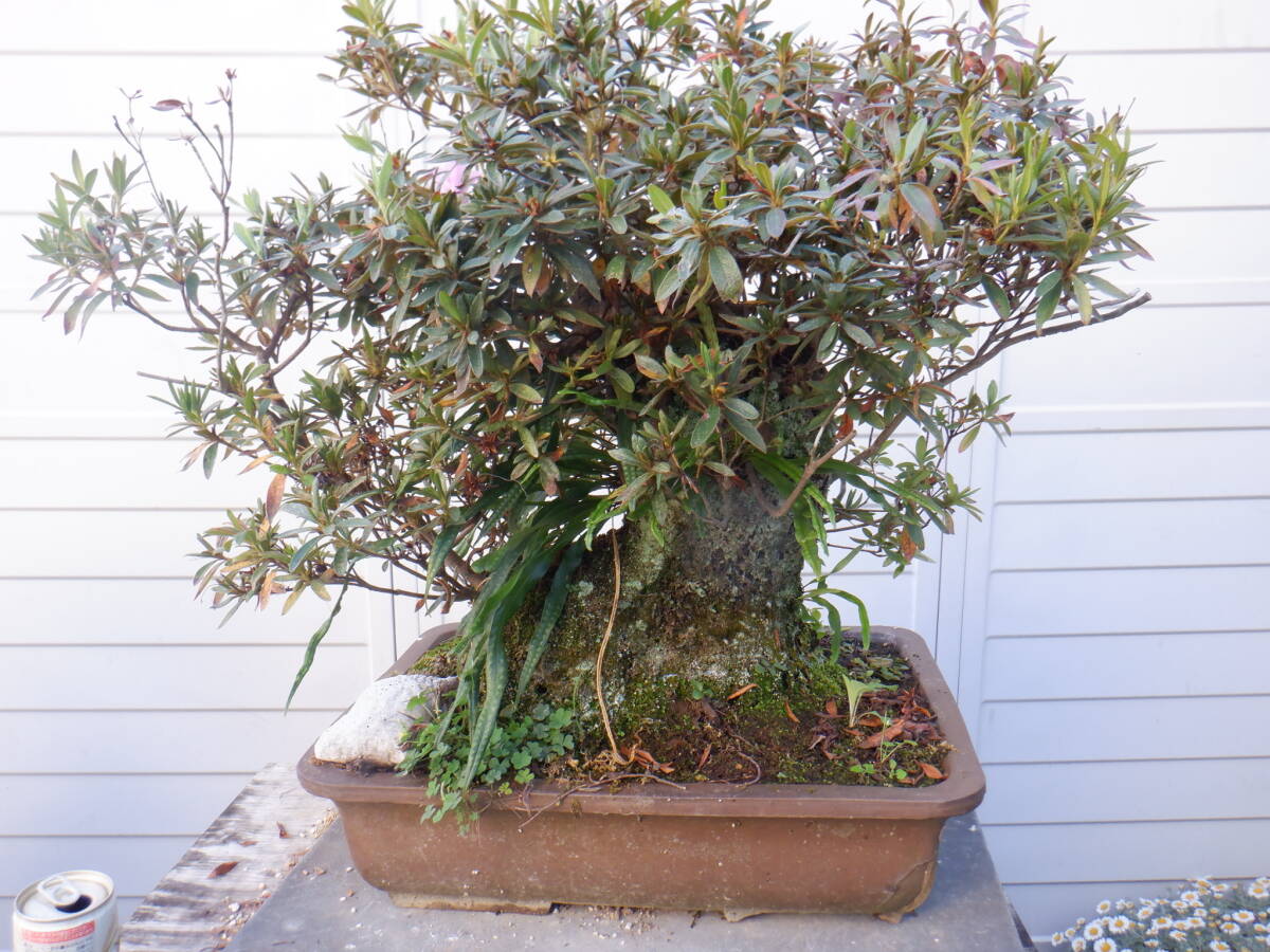 BONSAIクラブ ★川つつじ(45㎝)★A-6拍卖