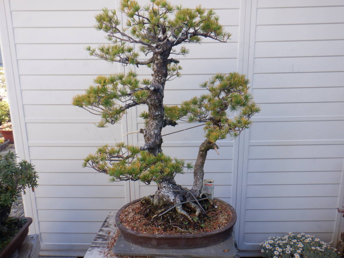 BONSAIクラブ ★五葉松(86㎝・山採り・樹齢80年)★A-9拍卖