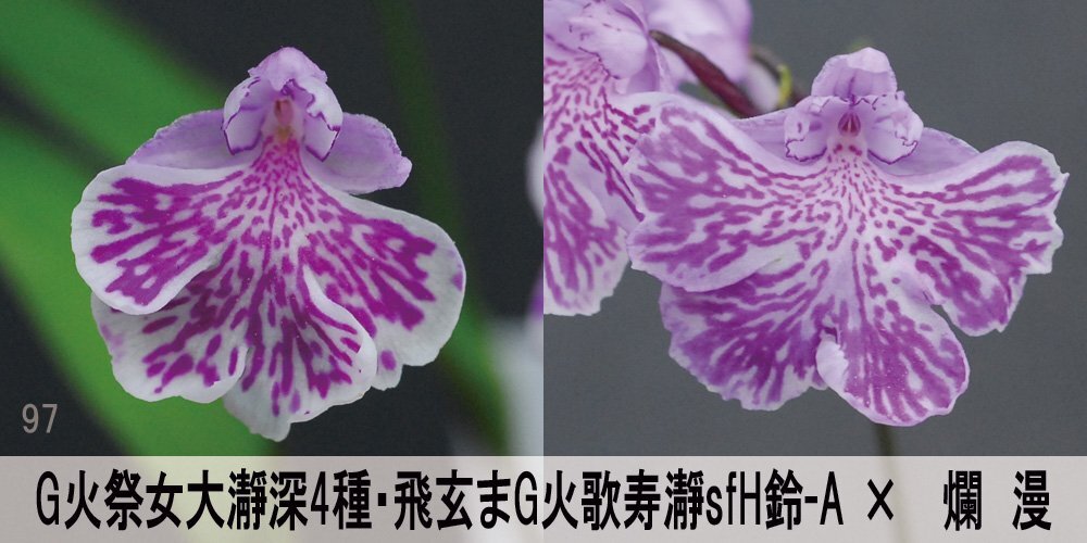 22-97-1 イワチドリ 岩千鳥 『G火祭女大瀞深4種・飛玄まG火歌寿瀞sfH鈴-A×爛漫』 7球 【ML~L球】(未選別) 検(ウチョウラン、山野草)拍卖