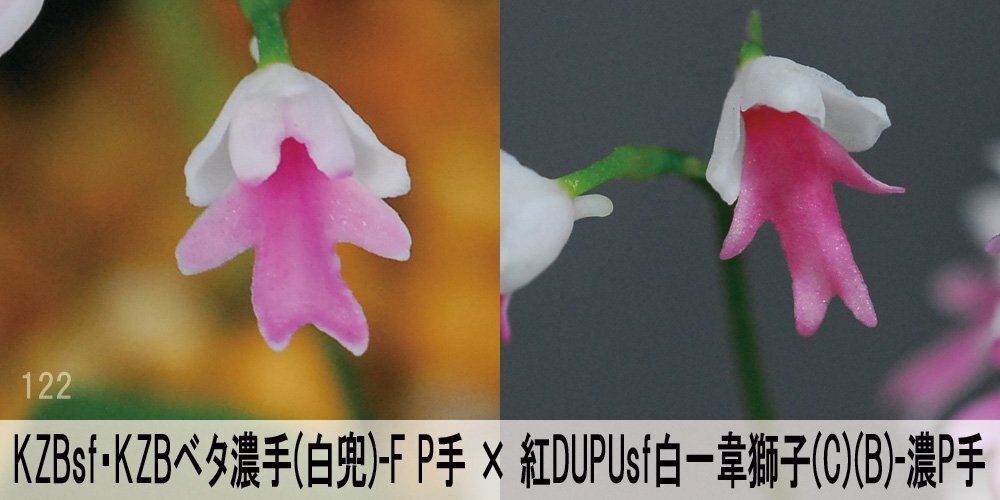 23-122-2 イワチドリ 岩千鳥 『KZBsf KZBベタ濃手-F P手×紅DUPUsf白一韋獅子(CB)-濃P手』 2球【ML球】(未選別) 【最新】検(ウチョウラン)拍卖