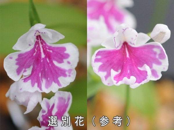 23-34-4 イワチドリ 岩千鳥 『天照sf電石16Aセルフ-B×天照月赤TB16Aセルフ-19A』 9球【M~ML球】(未選別) 【最新】 検(ウチョウラン)拍卖