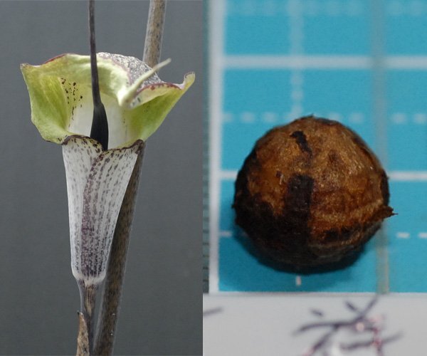 ウラシマソウ kitij 静岡産 中緑花 『吉祥』 小球 1球 (B) 【外れたて小球 (わりと大きめ)】(浦島草、山野草、テンナンショウ)拍卖