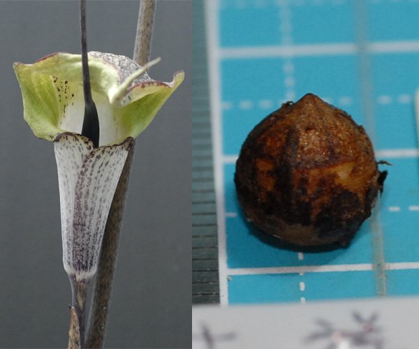 ウラシマソウ kitij 静岡産 中緑花 『吉祥』 小球 1球 (A) 【外れたて小球 (わりと大きめ)】(浦島草、山野草、テンナンショウ)拍卖