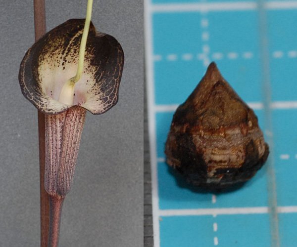 ウラシマソウ hakus 三重産 白ヒゲ 『白心』 小球 1球 (B) ★逆珊瑚芸 希少品★【外れたて小球】(浦島草、山野草、テンナンショウ)拍卖