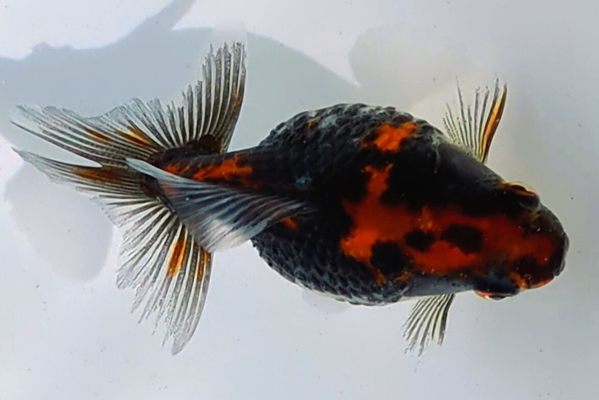 黑丹頂柄◆本年産墨ブラック透明鱗パール6センチ前後◆現物1尾⑳拍卖