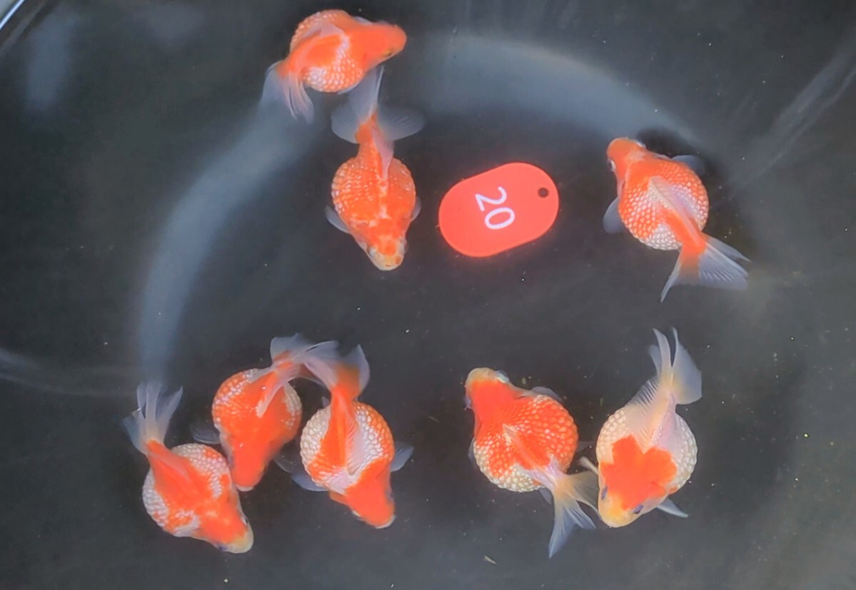 【送料無料】紅白桜パール当歳約6㌢前後現物8匹上物+オマケ2匹計10匹■観賞用にnov06拍卖