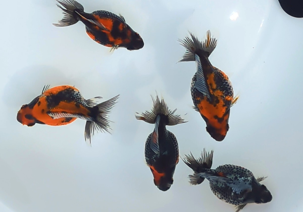 【送料無料】墨ブラック透明鱗パール7〜9㌢前後◆現物2P+♂計5尾最終選外魚nov07拍卖