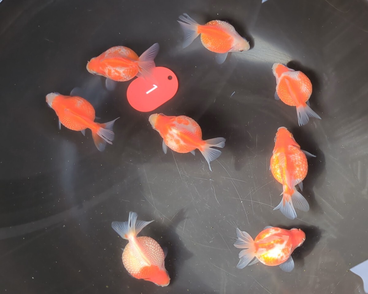 紅白桜パール当歳約6㌢前後現物8匹上物+オマケ2匹計10匹■観賞用にnov25拍卖