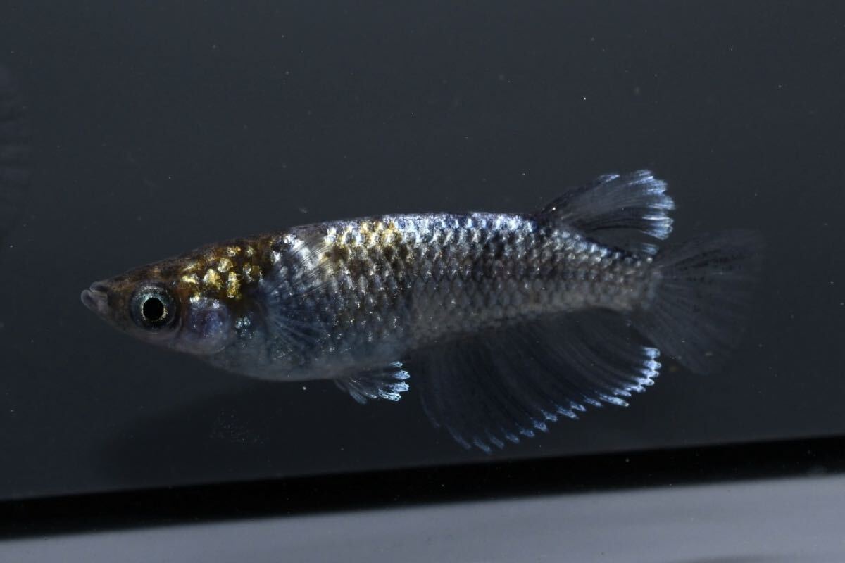 【80】極上 銀洒 若魚 1ペア 産卵中 27-02 検)龍鱗 銀洒 写楽 ギラティナ マーメイド 夢中メダカ 拍卖