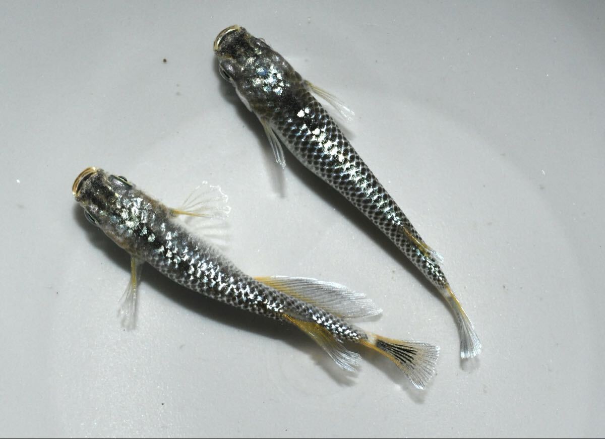 【80】極上 マーメイドパール 若魚 1ペア 27-01 検)龍鱗 銀洒 写楽 ギラティナ マーメイド 夢中メダカ 拍卖