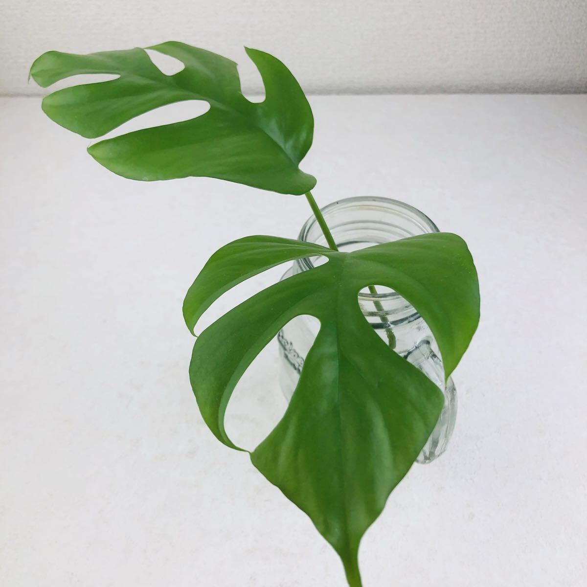 元斑入り ラフィドフォラ テトラスぺルマ パラゴン 斑入り ヒメモンステラ 観葉植物 Monstera モンステラ 拍卖