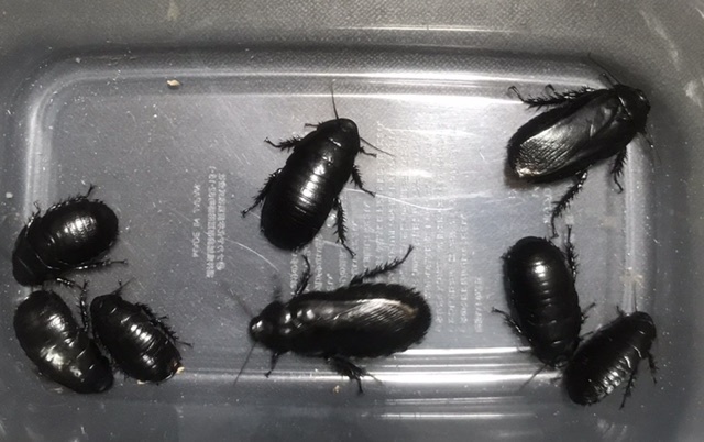 ②【即決】オオゴキブリ8頭 約25mm〜約40mm (送料着払い) 拍卖