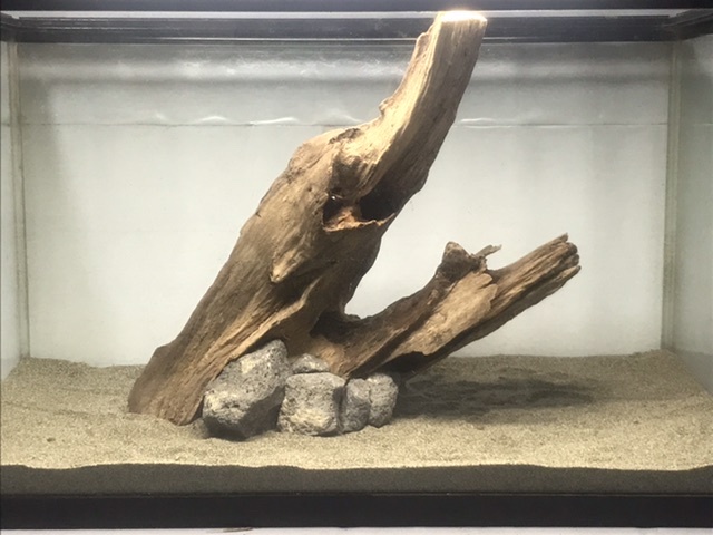 L2 沈水加工済み流木 溶岩石接着 天然淡水流木 煮沸消毒剤み 天然採集 天然 流木 アクアリウム テラリウム 送料着払い拍卖