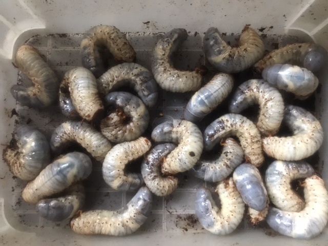 ④【即決】天然採集 国産カブトムシ 3令幼虫10頭 和歌山県有田市産(送料着払い)拍卖