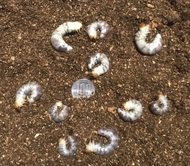 13【即決】天然採集 コクワガタ 2令〜3令幼虫10頭 和歌山県有田市産(送料着払い)拍卖