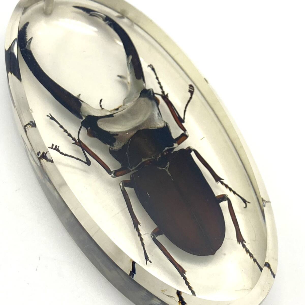 【クワガタ標本キーホルダー】クワガタムシ/樹脂キーホルダー/約10cm/中古/【1435】拍卖