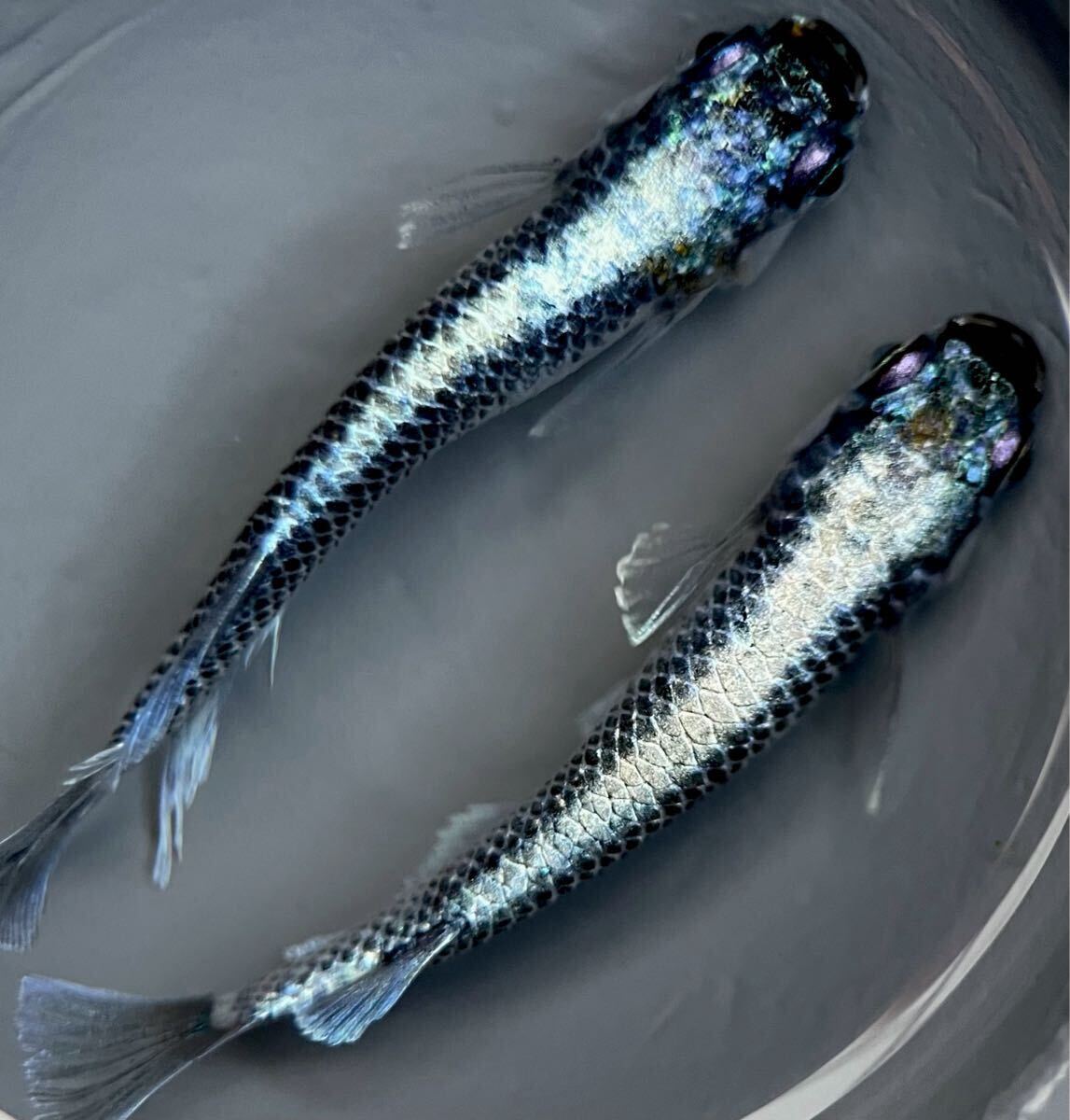 【LAめだか】極上種親候補【マーメイドブルー】1ペア【夢中メダカ様から購入個体】検索 マーメイドパール 和墨星ラメ 龍鱗 銀洒 拍卖