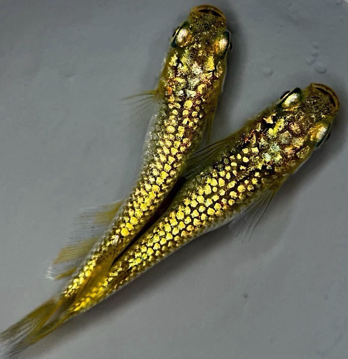 【LAめだか】極上種親候補【ギラティナ】1ペア【種親はサバンナ様から購入】検索 マーメイドブルー パール 和墨星ラメ 龍鱗 銀洒 ②拍卖