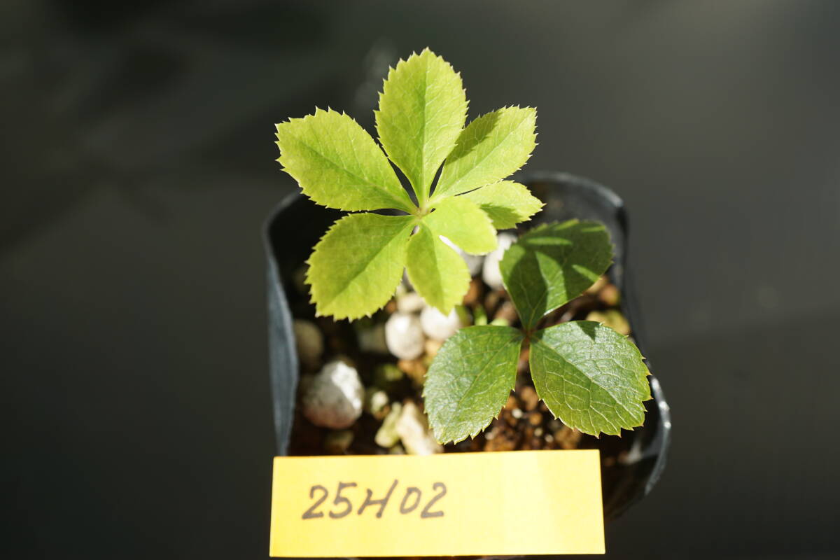 25H02 クリスマスローズ【多弁ピンク(曽田園芸さん)×DDダイヤモンドレインボー交配1年生苗】拍卖