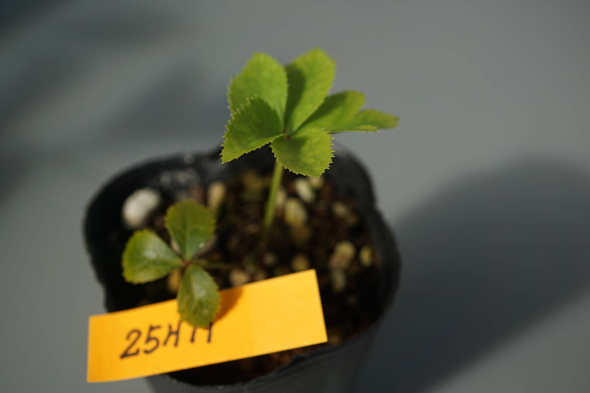 25H11 クリスマスローズ【広瀬の赤DDレッドオーレア×強香DDかぐや姫(濃いめイエロー)交配1年生苗】拍卖