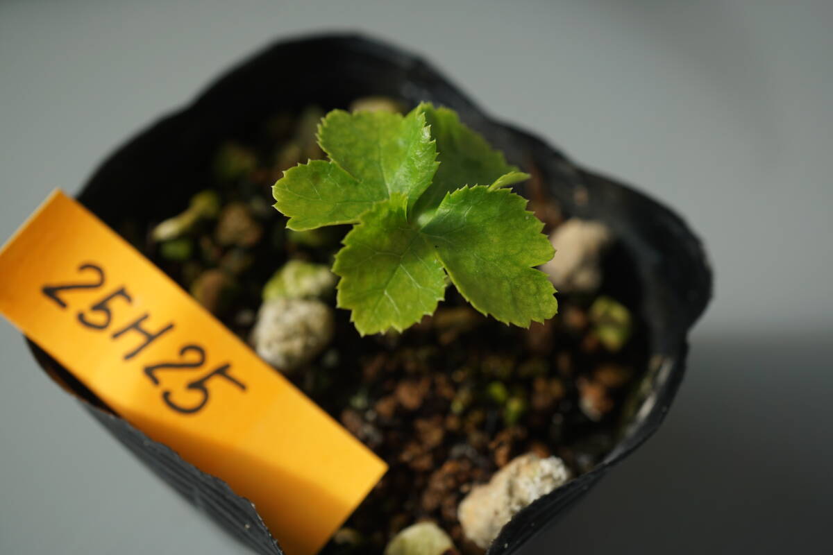 25H25 クリスマスローズ【SD美人さんセルフ交配1年生苗】拍卖