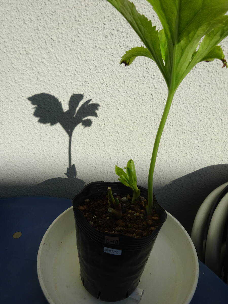 C-10クリスマスローズ【22N17超田舎者さん交配(RS16-1×R7ddカシス(MR))開花確認株】訳あり・処分価格拍卖