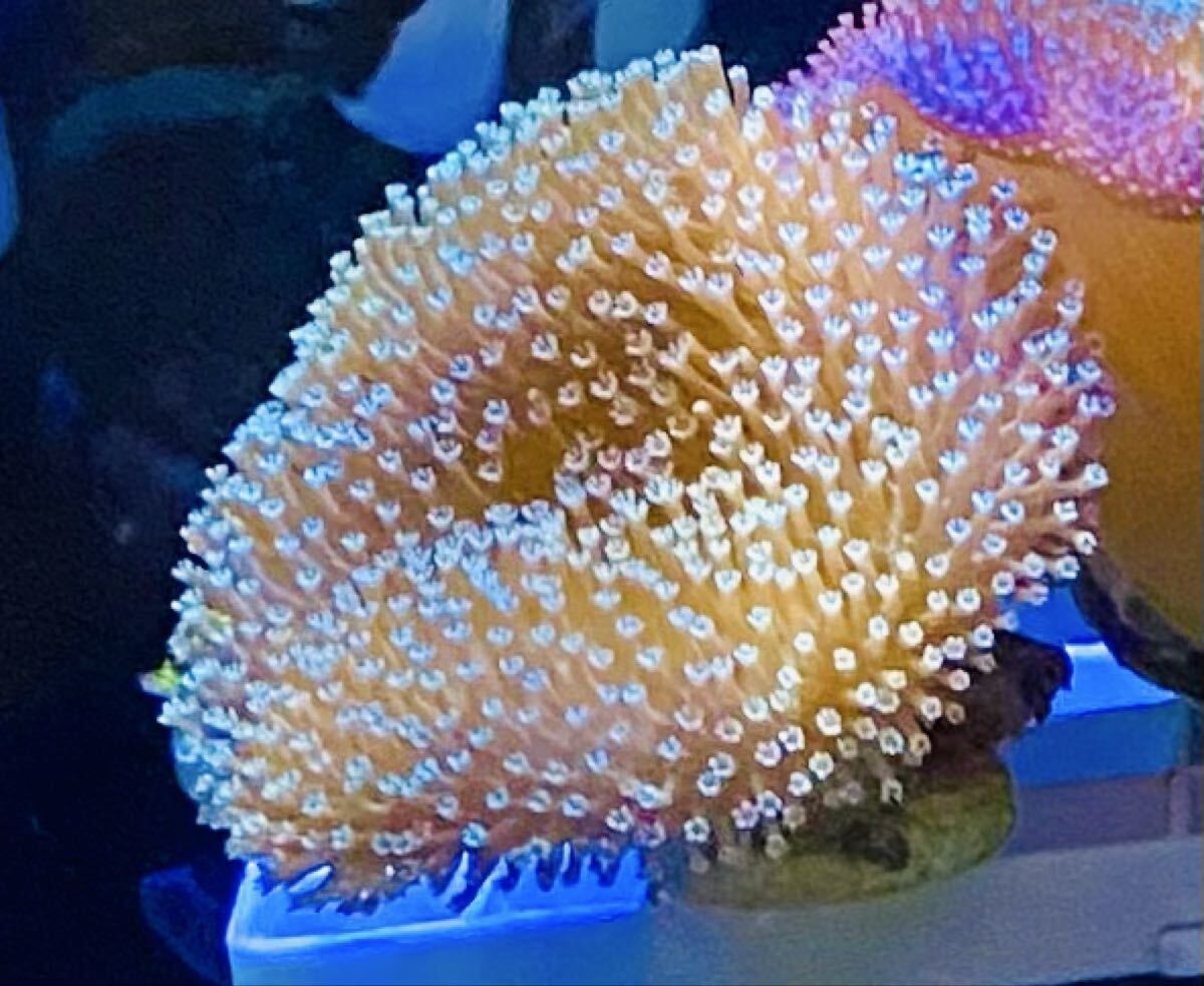 ☆サンゴ極美☆ウミキノコ沖縄フラワーポリプ☆梱包無料 ☆拍卖