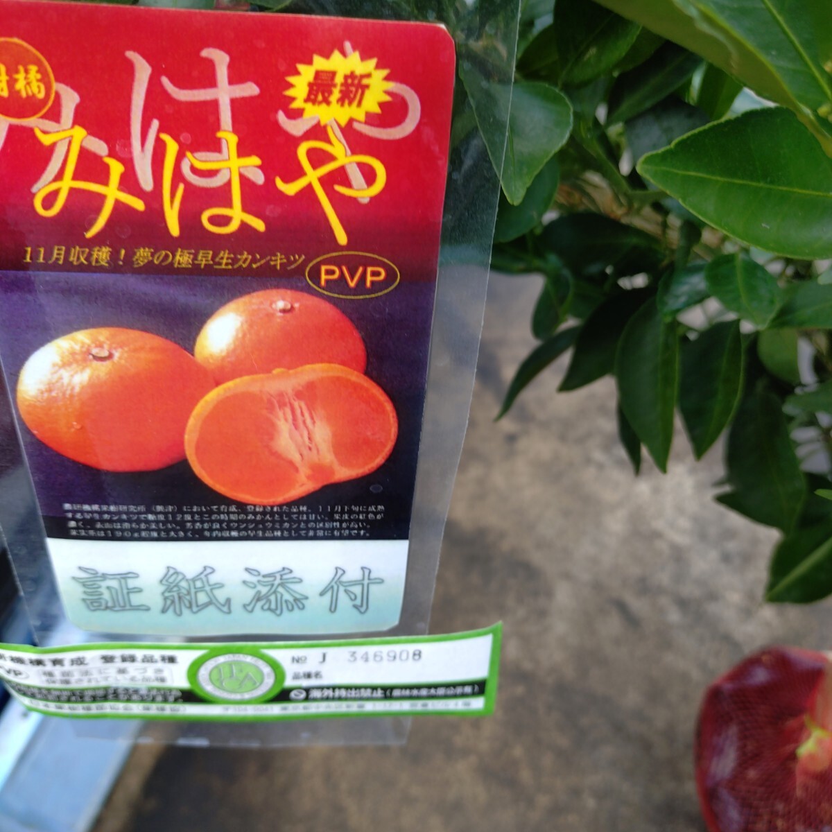 まほ 幻の柑橘苗木「みはや」3年生拍卖