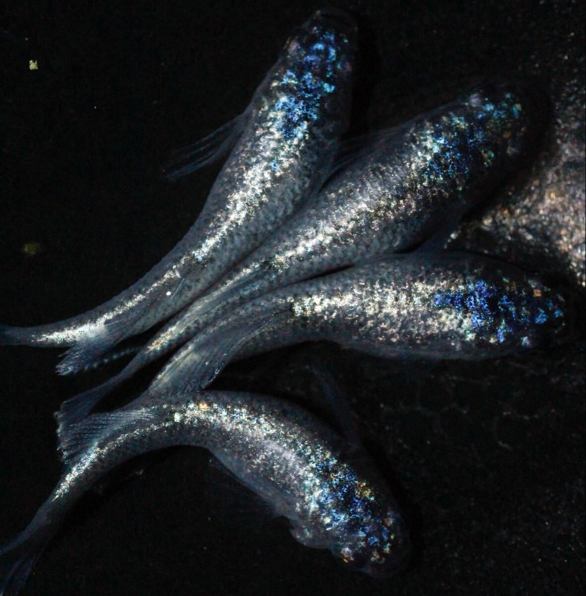 【めだか助六】75 碧Da 2ペア メダカ拍卖