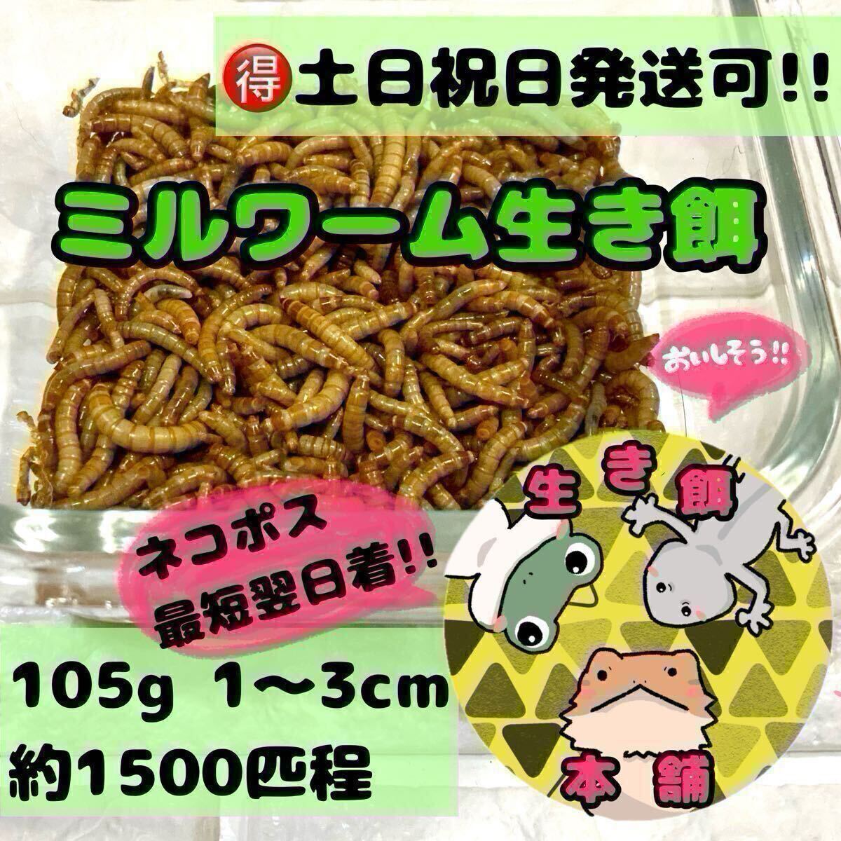 105グラム 約1500匹程 ミルワーム 拍卖