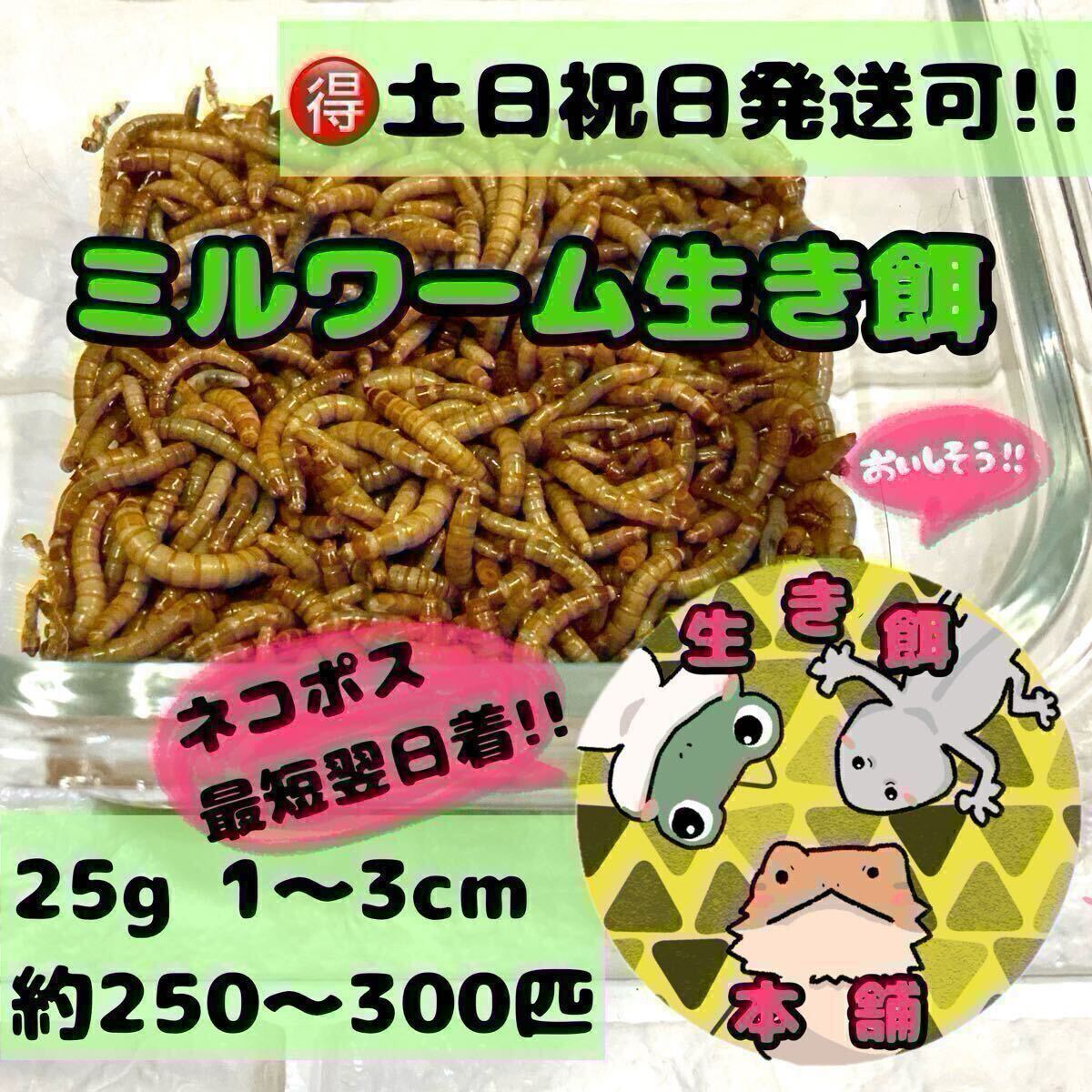 25グラム 約250~300匹程 ミルワーム 拍卖
