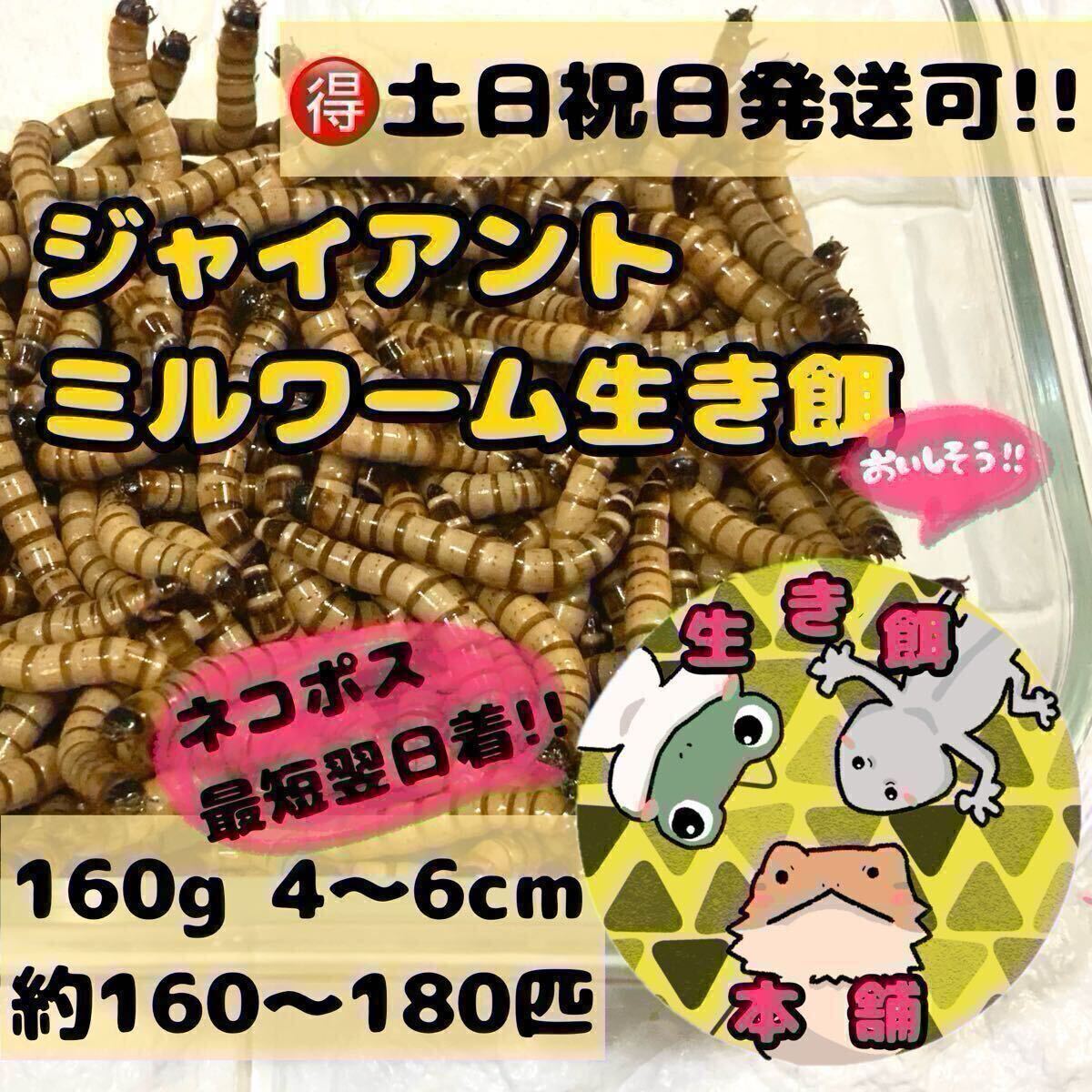 160グラム 約160匹〜180匹 ジャイアントミルワーム 拍卖