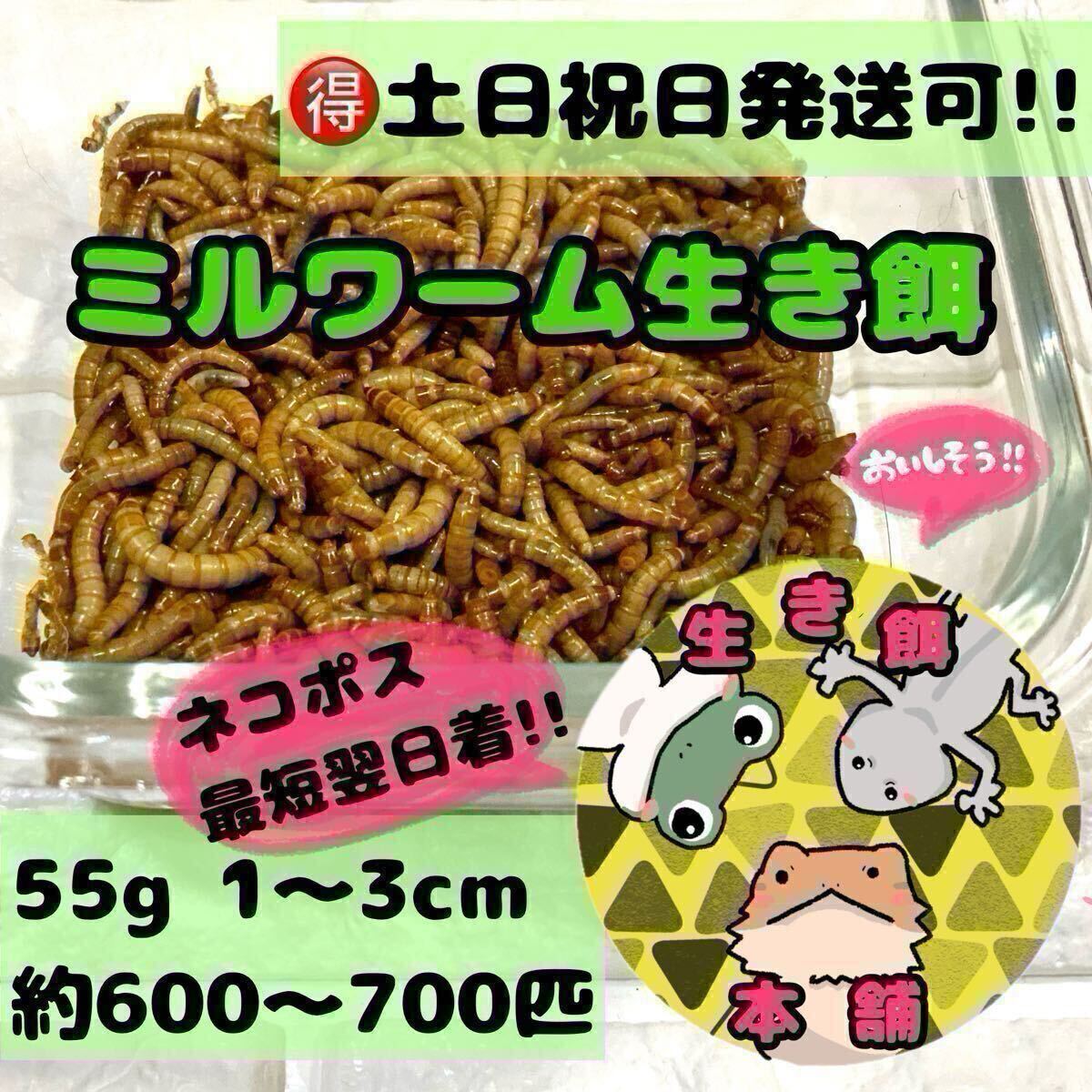 55グラム 約600~700匹程 ミルワーム拍卖