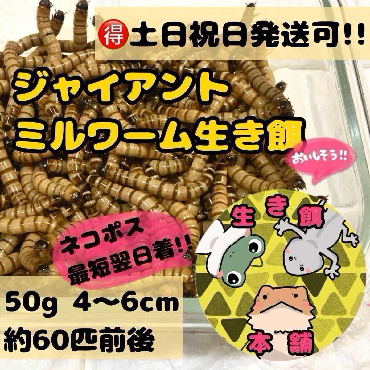 50グラム 約60匹+α ジャイアントミルワーム お試し 使い切り用拍卖