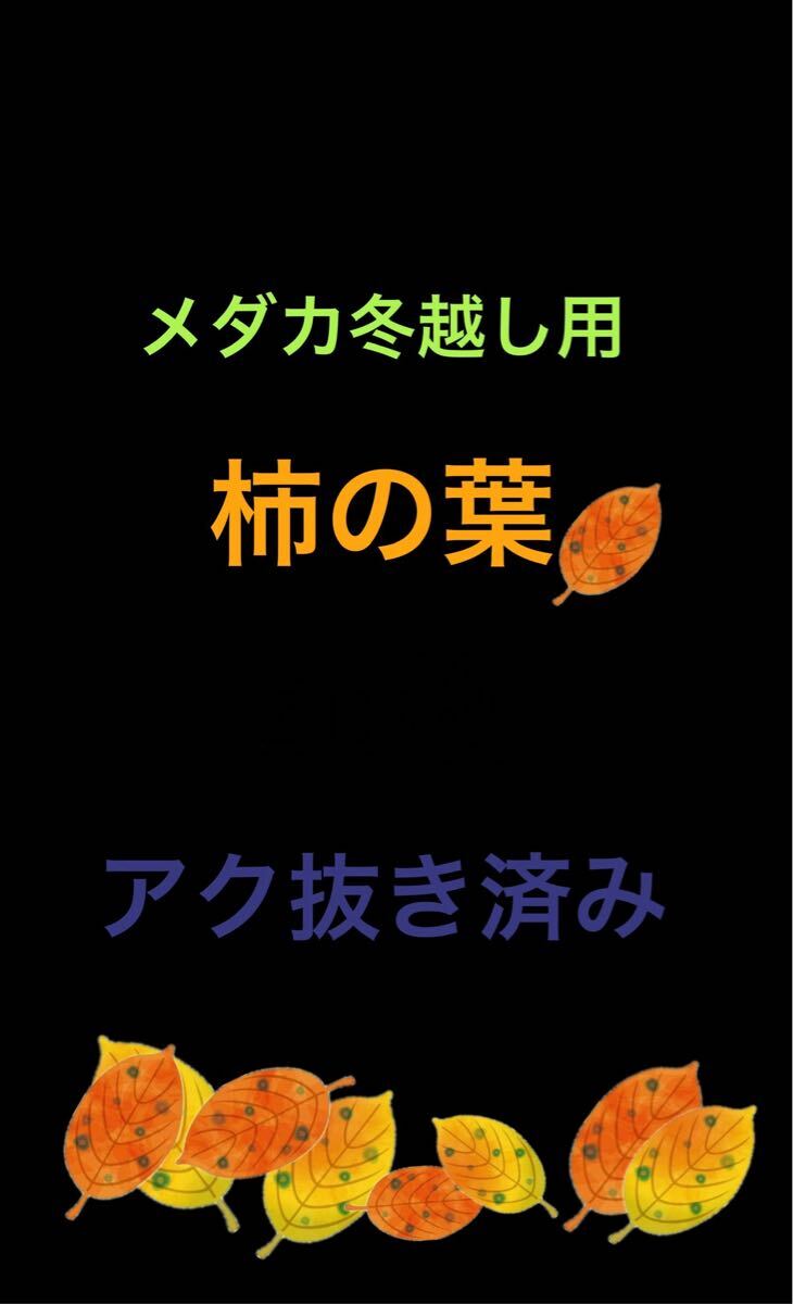 【メダカ 冬越し 柿の葉 】柿の葉 40枚+α アク抜き 乾燥済み めだか 越冬 だるま ダルマ 大人気商品 在庫無くなり次第即終了拍卖