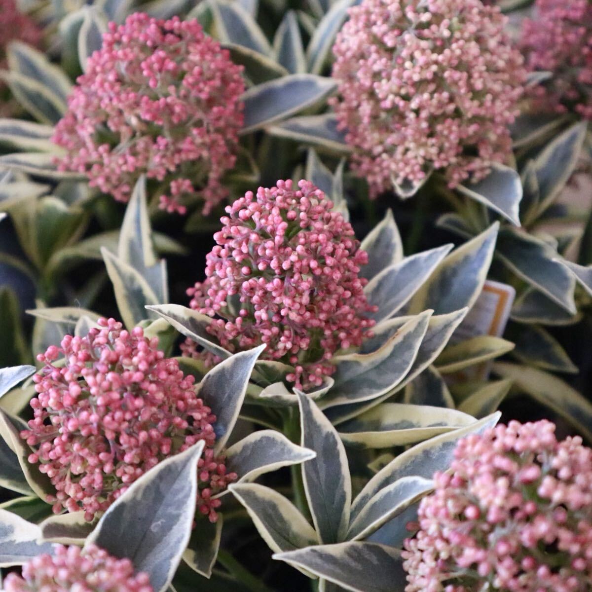 斑入り スキミア マジックマルロー ポットごと拍卖