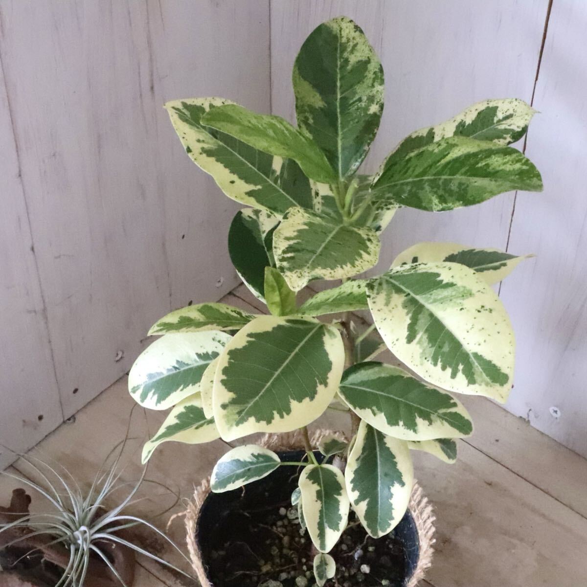 斑入り フランスゴムの木 ルビキノーサ 観葉植物拍卖